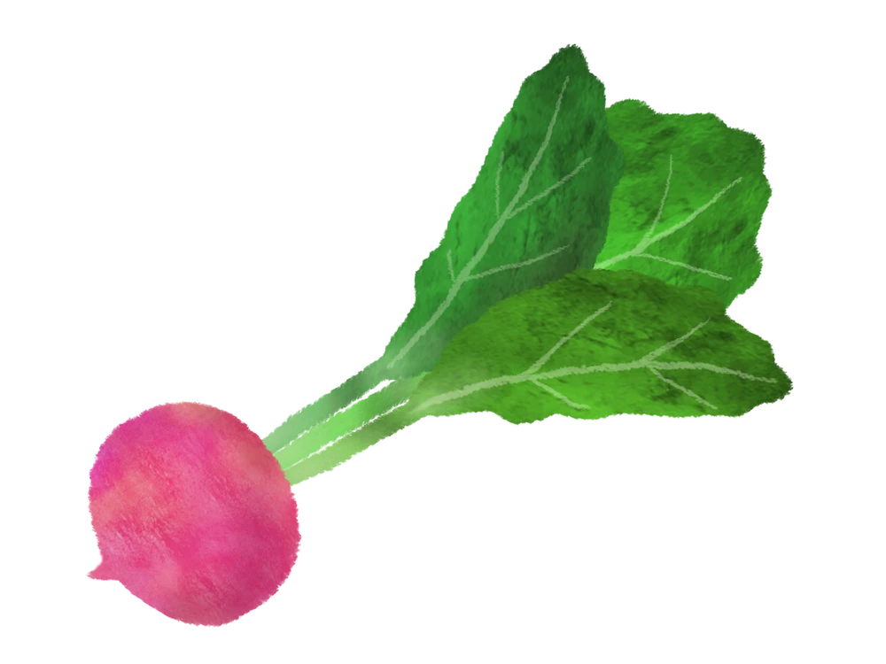 radish