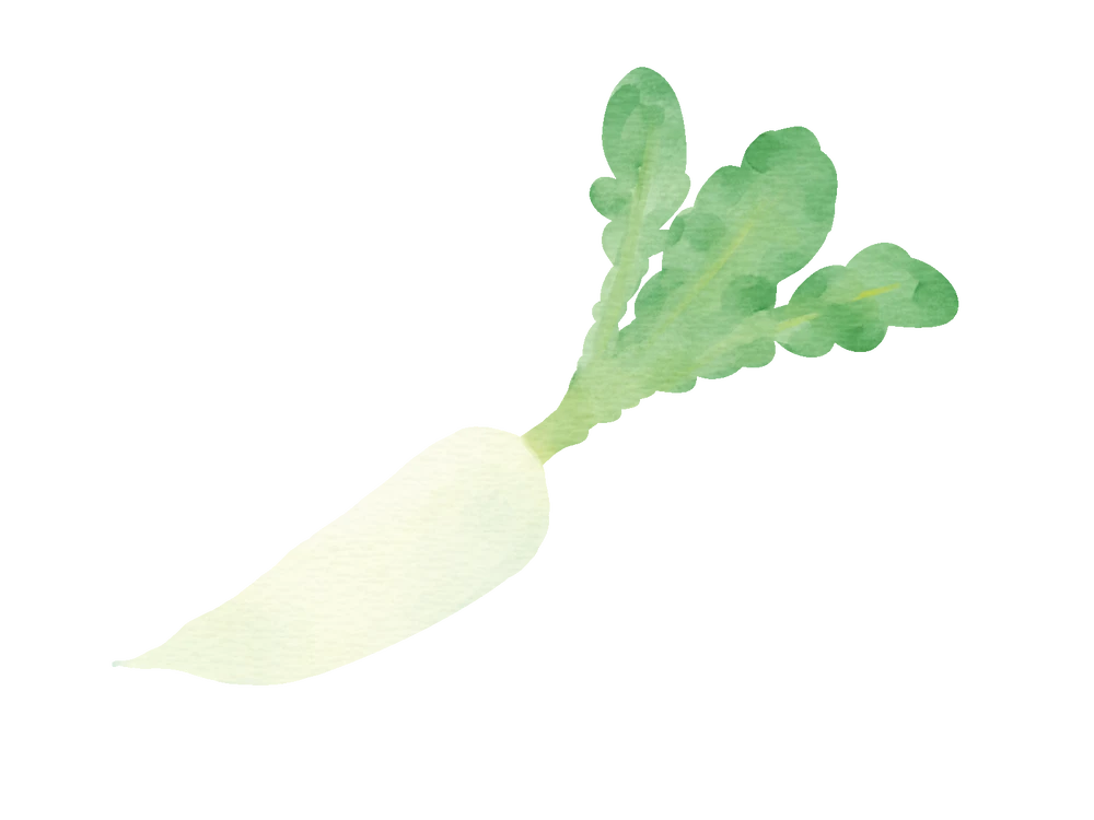 wheite radish