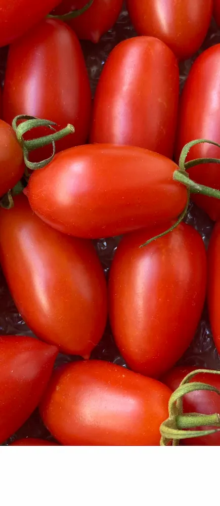 italian tomato