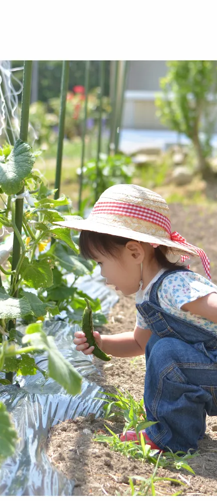 キュウリ狩り