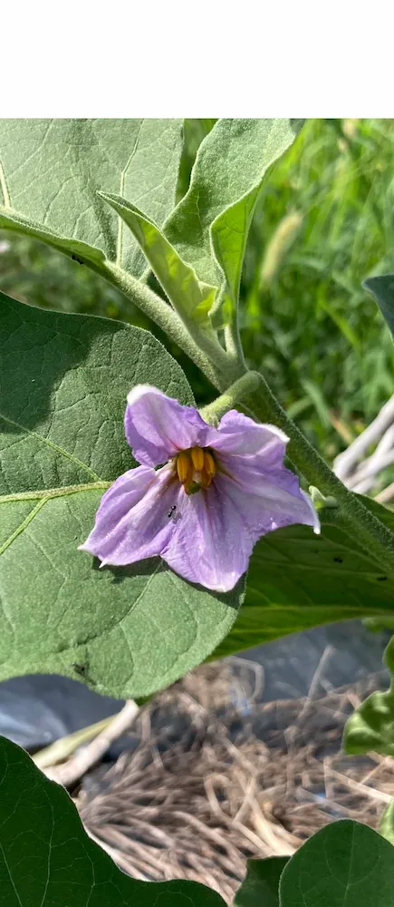 eggplant flower