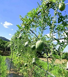 すいか空中栽培