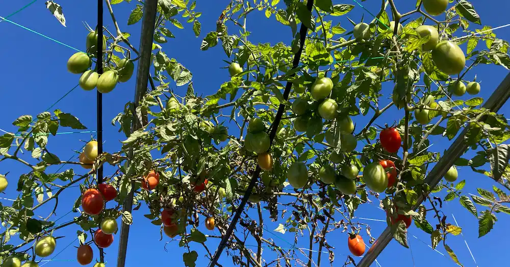 トマト空中栽培