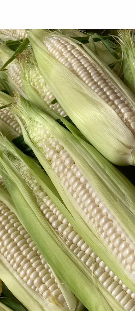 white corn